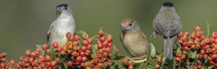 As Principais Rotas de Observação de Aves no Peru